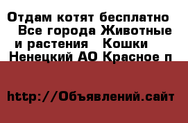 Отдам котят бесплатно  - Все города Животные и растения » Кошки   . Ненецкий АО,Красное п.